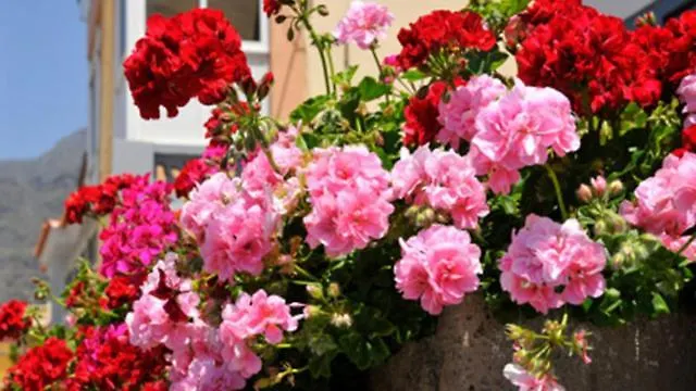 Hotel Florida Limone sul Garda